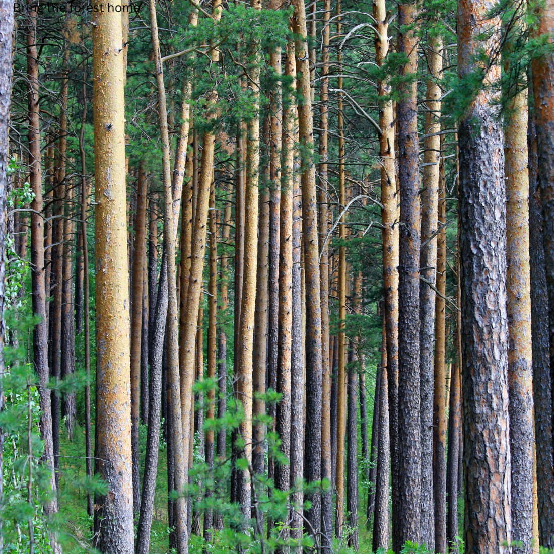 Bring the forest home